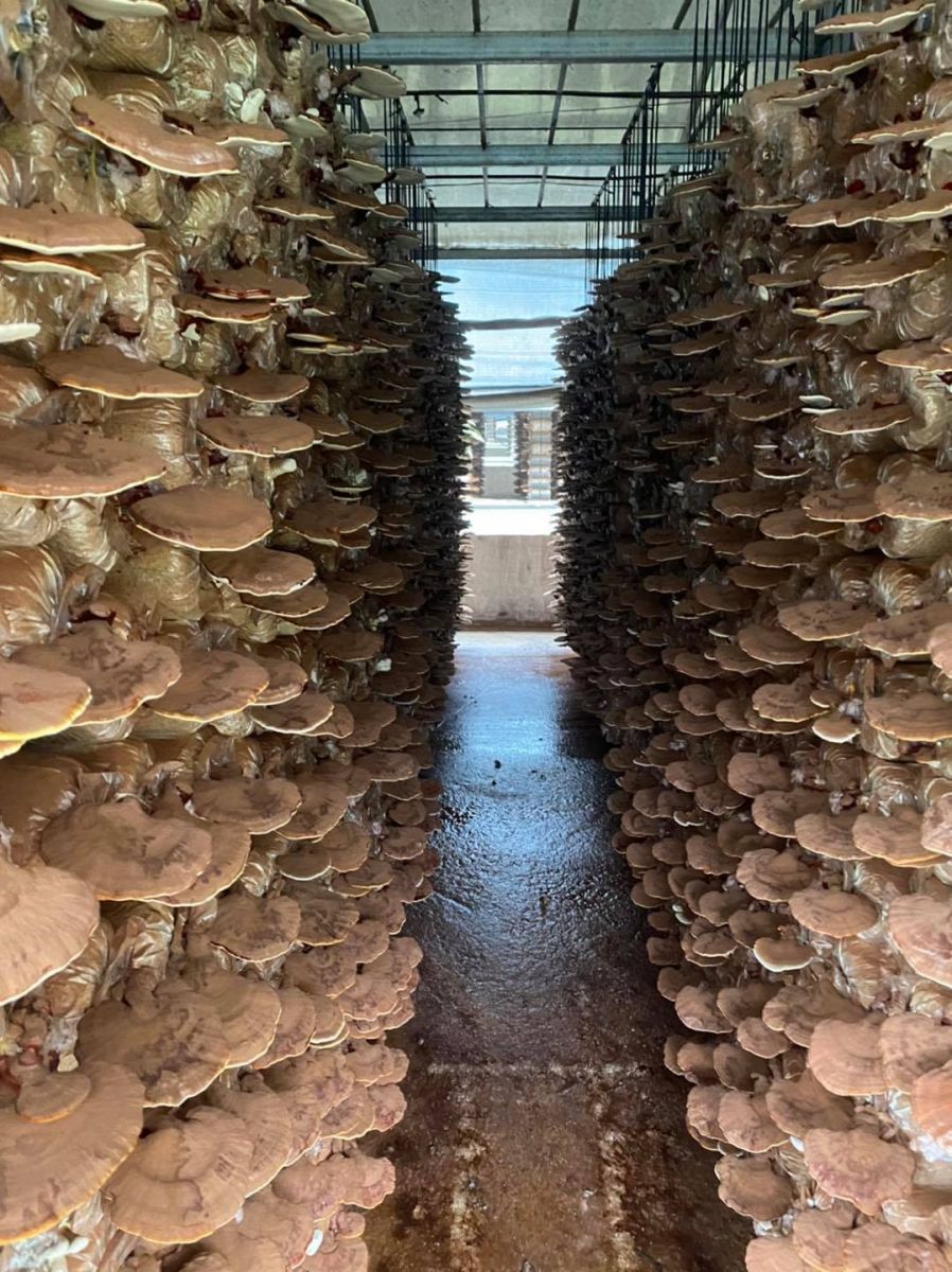 Hợp tác xã Nấm Nghĩa Minh