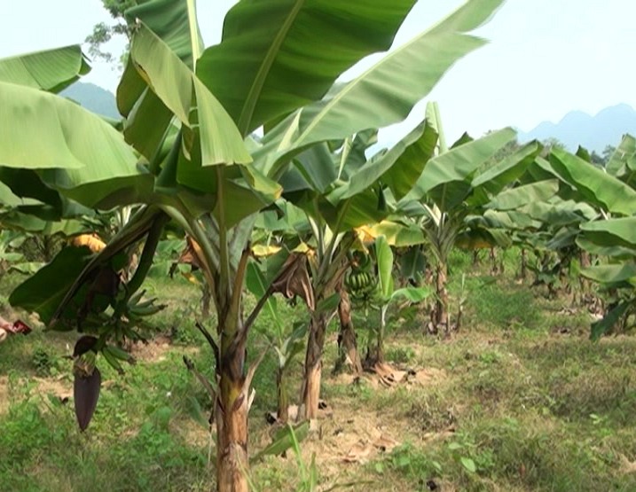 Hợp tác xã Nông nghiệp Liên Hà